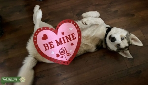 Good Boy looking for some ladies Listing Image