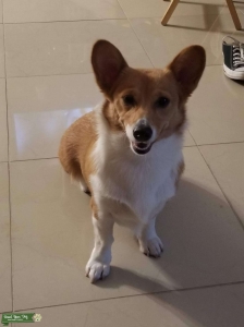 Corgi  Listing Image