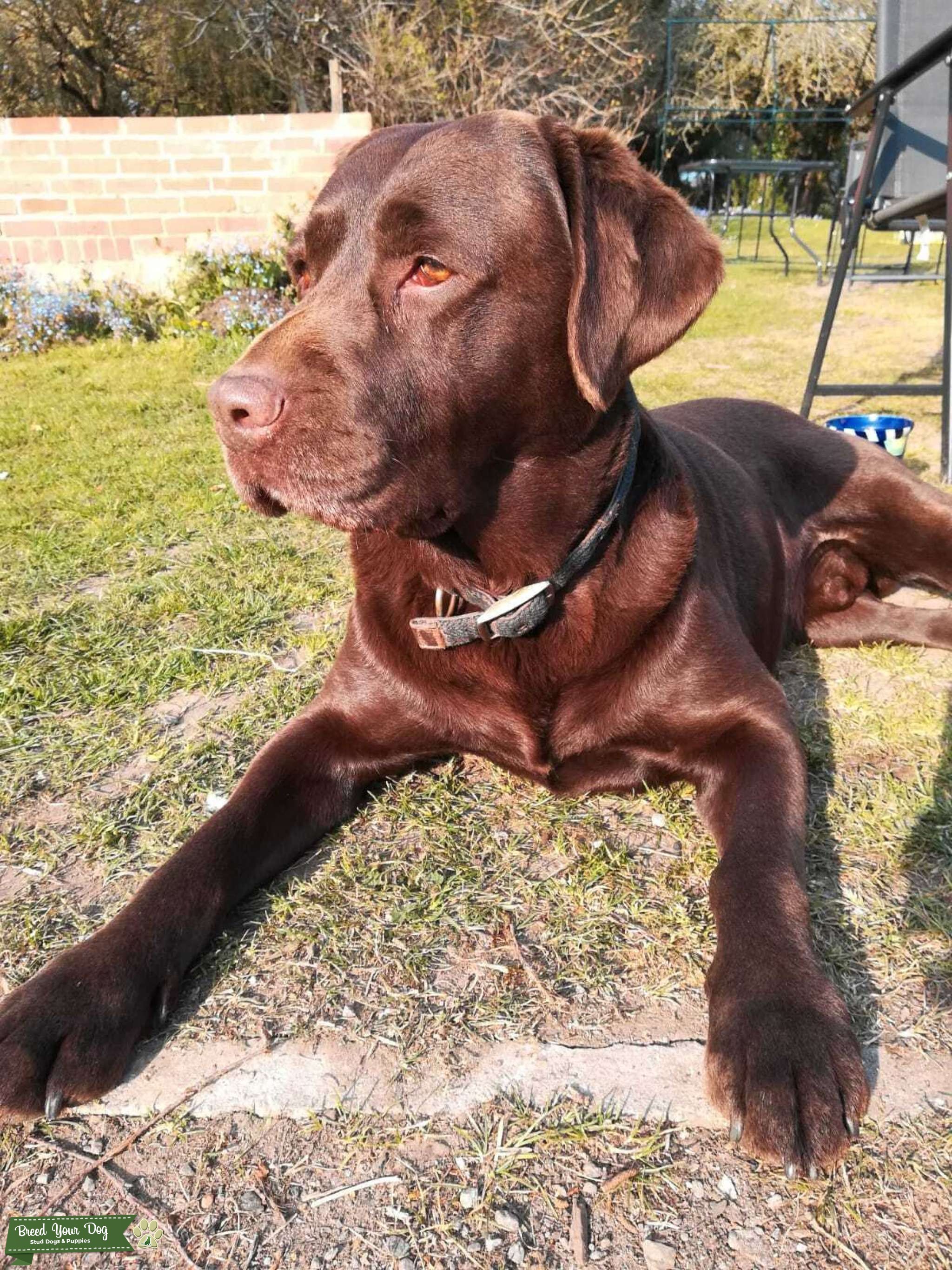 Chocolate Labrador Up For Stud Stud Dog in Devon, the United States