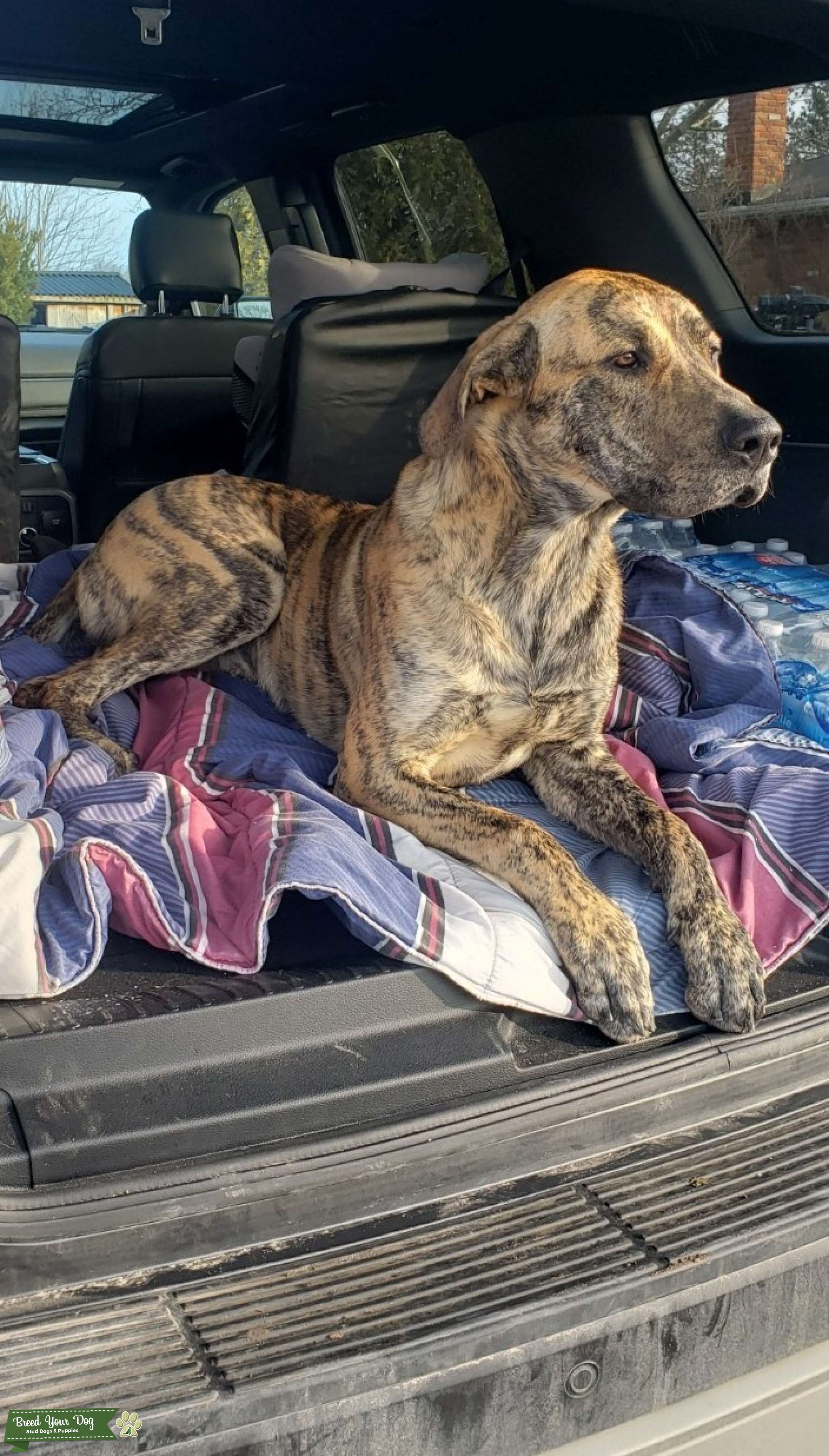 Great Dane Lab Mix for Stud Stud Dog in Ontario, the United States