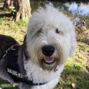 Old English Sheepdog Stud Available Listing Image