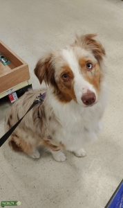 Red Merle Purebred Australian Shepherd Listing Image