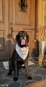 Black Labrador Listing Image