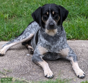 Bluetick Coonhound stud Listing Image