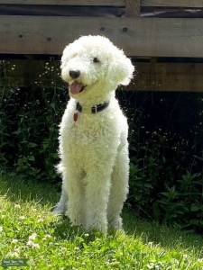 English Cream Standard Goldendoodle Looking for Mini Male Listing Image