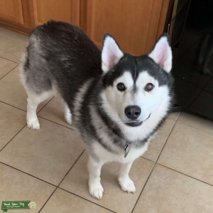 Stud looking for a female Listing Image