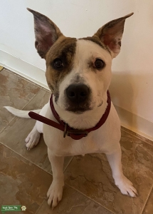 Brindle and White Russel Pit mix Listing Image