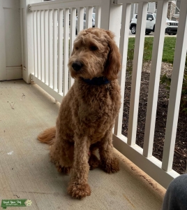 Full Size Golden Doodle, 65lbs 1.5 years old Listing Image