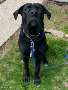 Great Dane Mastiff Mix Listing Image