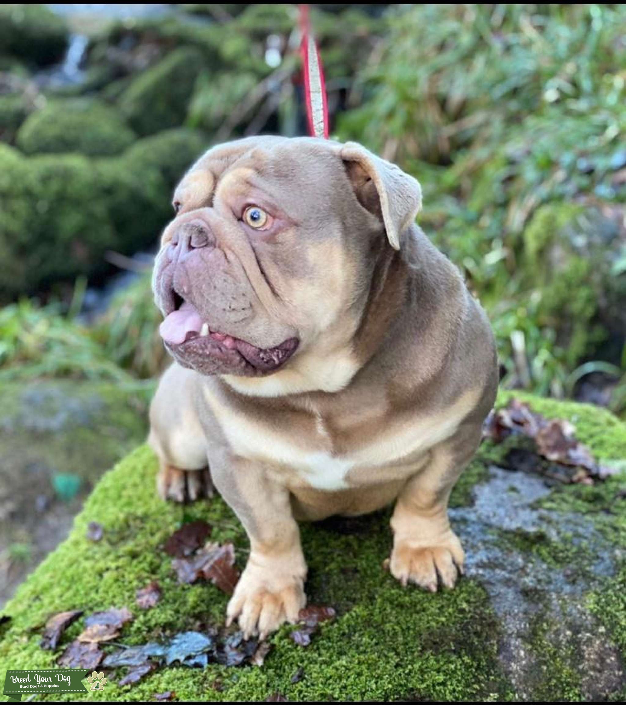 Proven English bulldog, son to the famous wonderboy Stud Dog in Hampshire , the United States