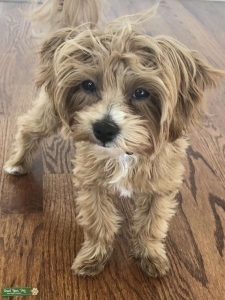 Adorable Maltipoo Stud Listing Image