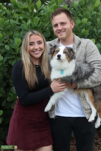 Mini Aussie Stud Male Listing Image