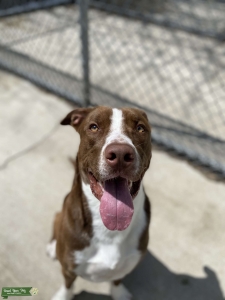 Handsome Border-Pitt Listing Image