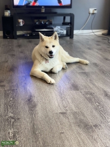 Looking for Japanese Akita Stud Listing Image