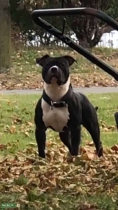 American Bully Stud Listing Image