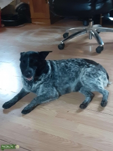 Blue heeler  Listing Image