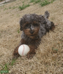 Merle Miniature Poodle Stud Listing Image