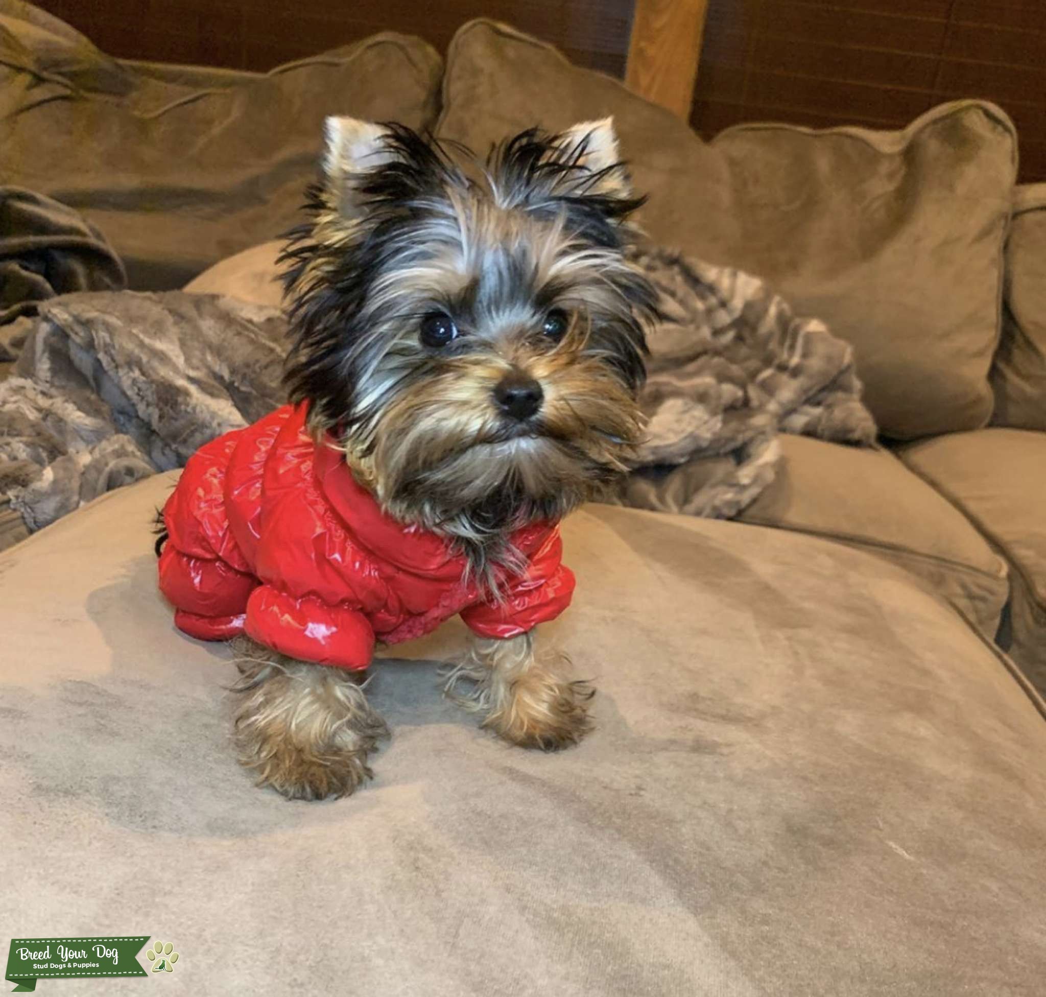 CKC Yorkie looking for a girlfriend/ PROVEN VIABLE STUD! Stud Dog in