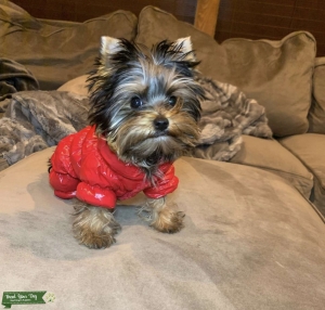 CKC Yorkie looking for a girlfriend/ PROVEN VIABLE STUD! Listing Image