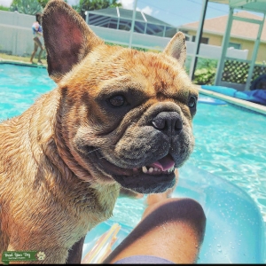 Franch Bulldog Male Listing Image