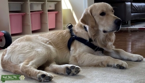 Cream White Golden Retriever looking for mate Listing Image