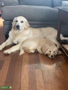 English Cream Golden Retriever Listing Image