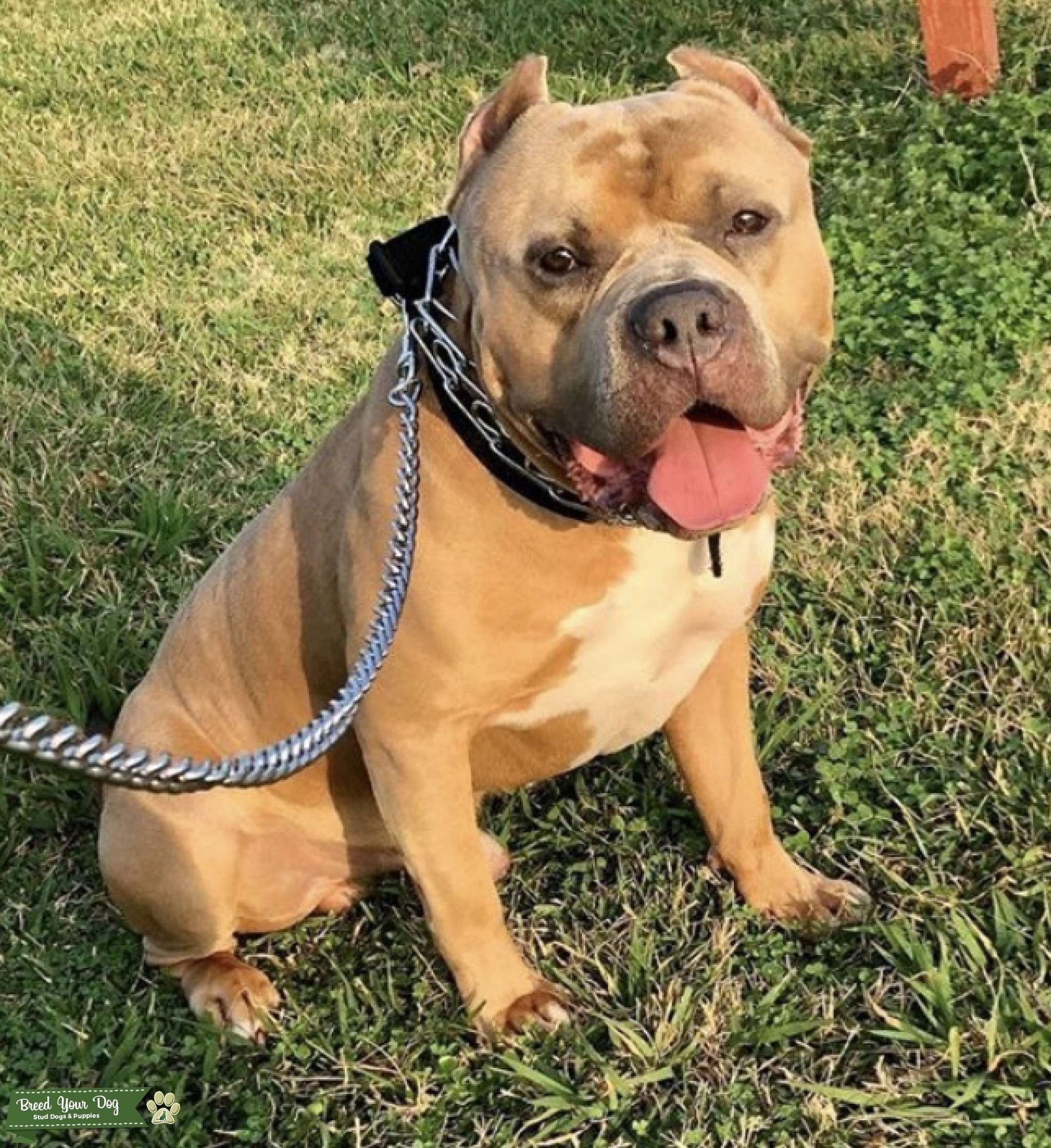 American bully stud Stud Dog in Houston Texas, the United States