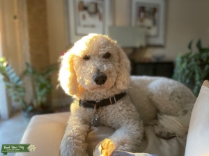 Golden Doodle (English Doodle) Listing Image
