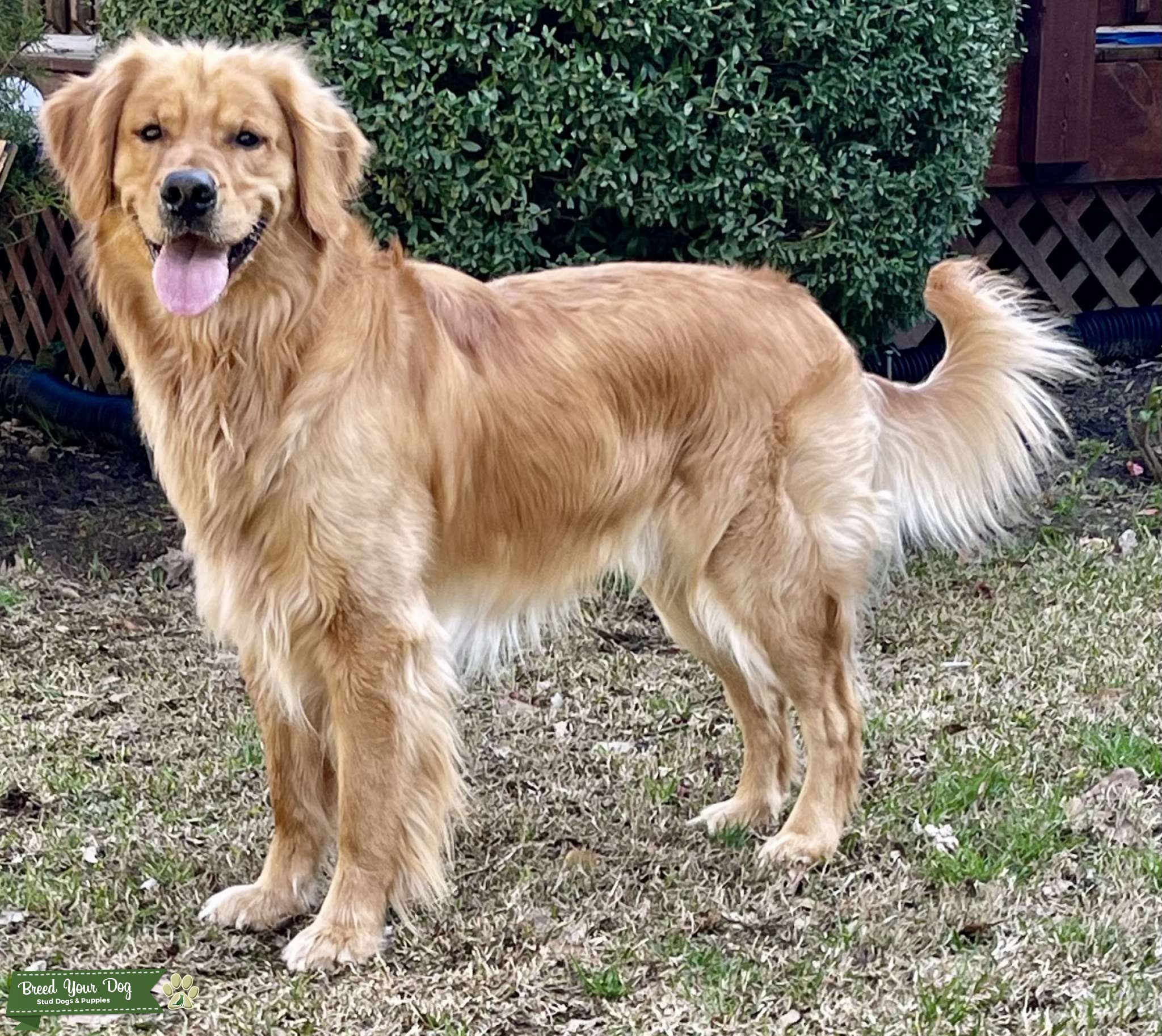AKC Registered Golden Retriever Stud Dog in South Carolina