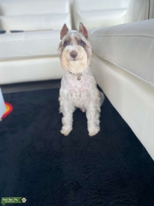 STUD merle blue eyed toy schnauzer Listing Image