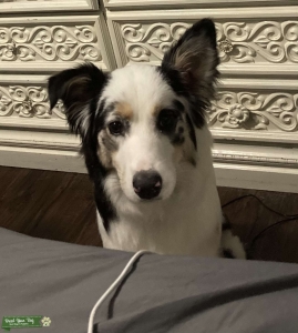 White and black Aussie Female Listing Image