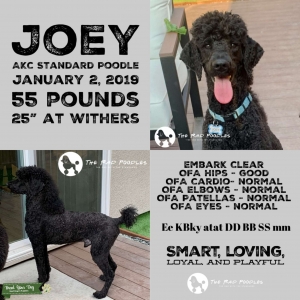 AKC Standard Poodle Stud Listing Image