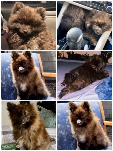 Looking for female Pomeranian  Listing Image