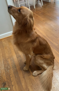 AKC Golden Retriever  Listing Image