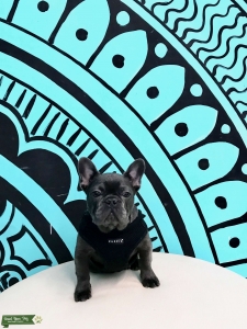French Bulldog Stud Available  Listing Image
