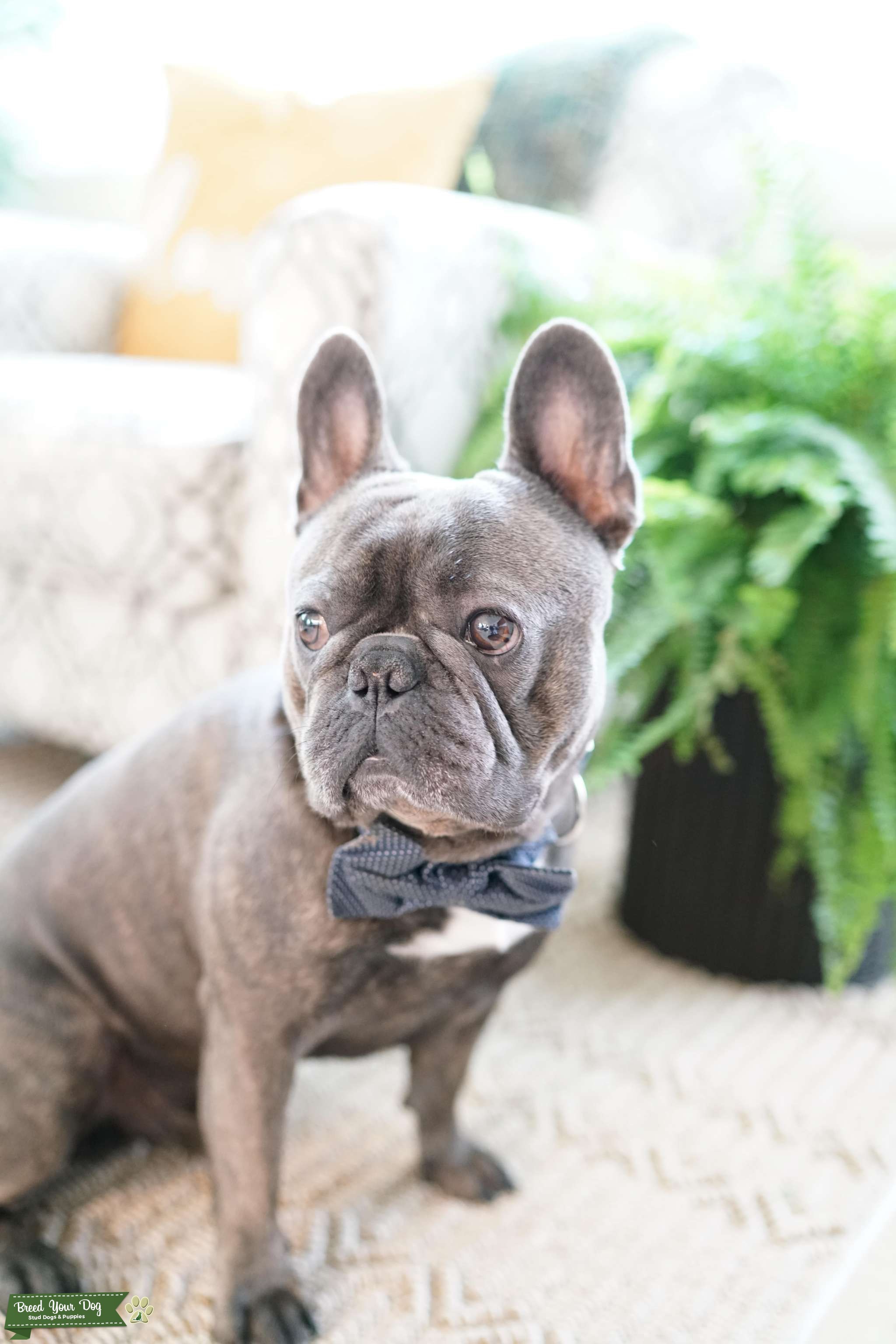 Charismatic Blue Fawn Frenchie Stud Dog Los Angeles, County Breed