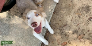 Mini Red Merle Aussie Stud Listing Image
