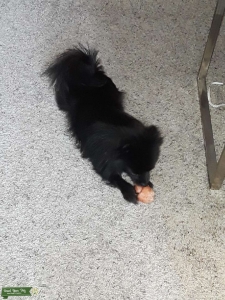Gorgeous Black Pomeranian  Listing Image