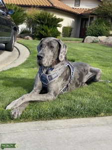 GREAT DANE Listing Image