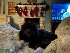 Shihpoo in heat!  Listing Image