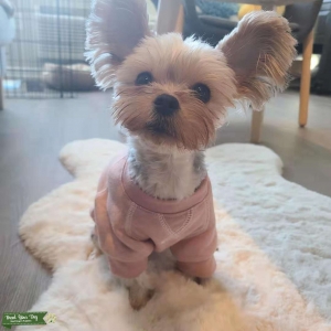 Pure Blood Yorkie looking for a boyfriend Listing Image