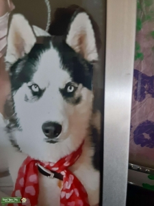 Sibarian Husky black and white Listing Image