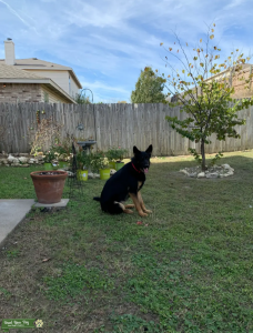 AKC German Shepherd male Listing Image