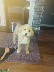 Poochon STUD Listing Image