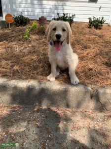 Stud, looking to breed in next 4-6 months Listing Image