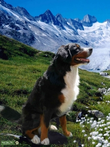 Bernese Mountain Dog Stud - Genetic Tested  Listing Image