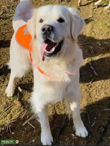2yr Old White Golden Retriever (English Cream) Listing Image