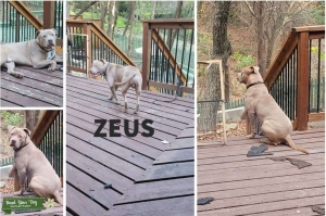 Zeus needs to let loose Listing Image