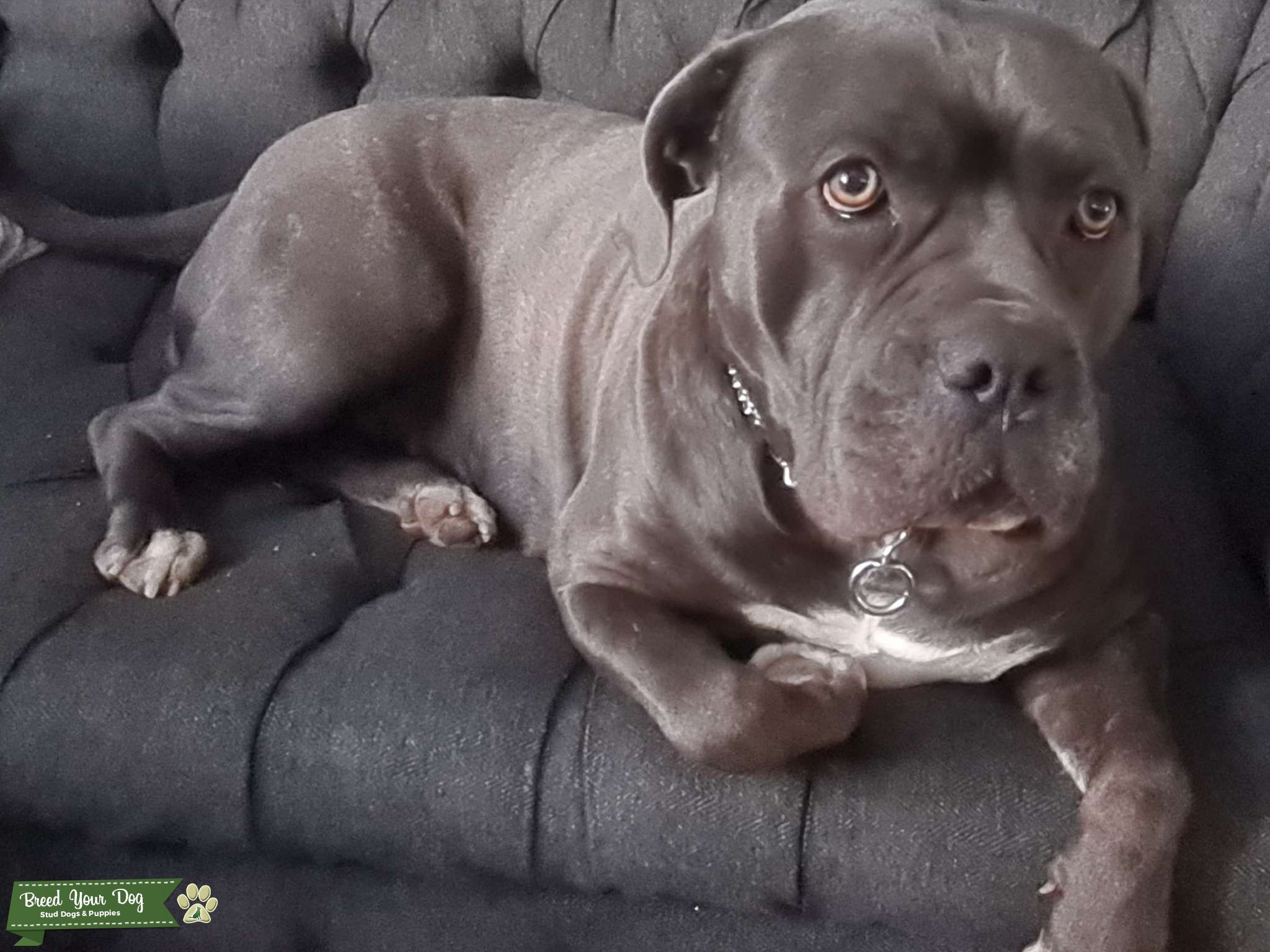 Cane corso Stud Dog in Herts, United States Breed Your Dog