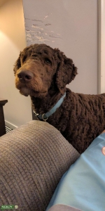 Puppies in time for Christmas! - Chocolate Brown Stud Poodle Listing Image